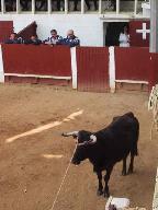 La première vache : Fiesta