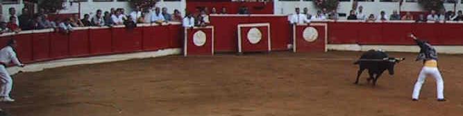 Le cordier est à gauche et retient la corde de la vache